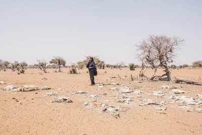 Mareya站在她的牲畜屍體堆中。之前她飼養50 隻牲畜，嚴重旱災導致只剩下 7 隻。